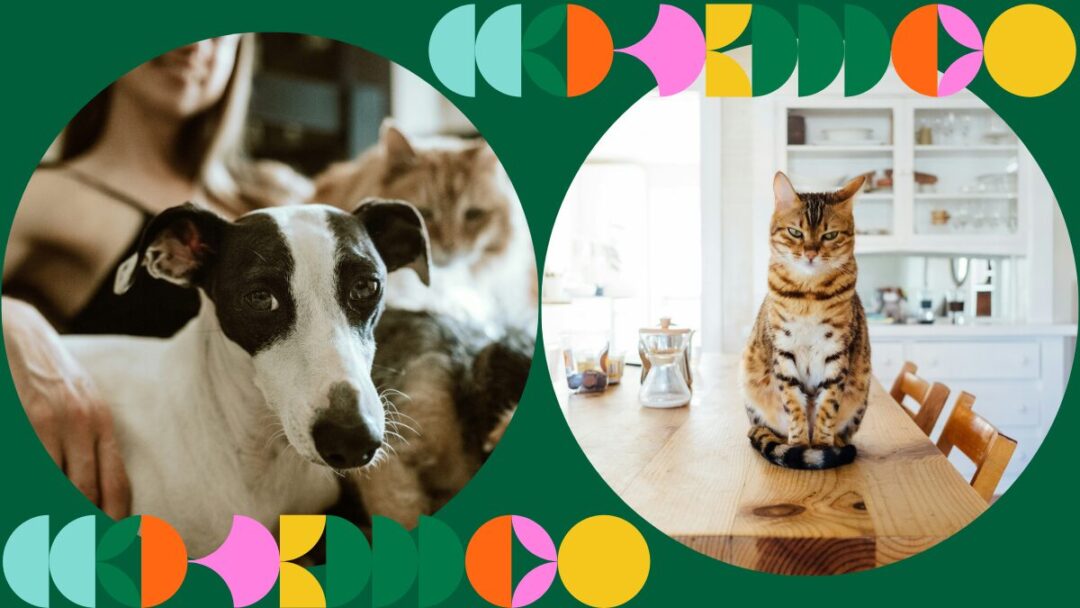 autumn cleaning for pet owners