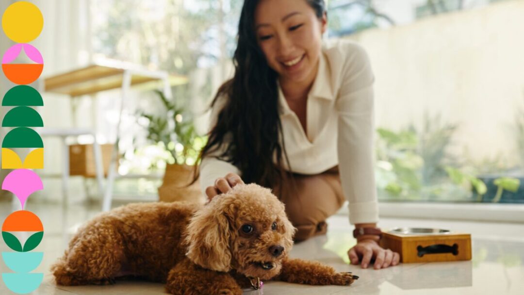 Black Friday for pet owners: deals on cleaning supplies, grooming gadgets, and pet-proofing solutions